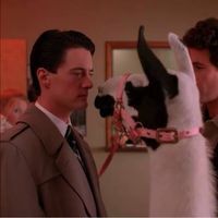 Bernard Wright-Laflamme