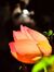 Chi Hao