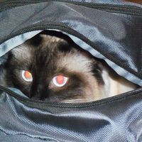 Carole Compton Glenn