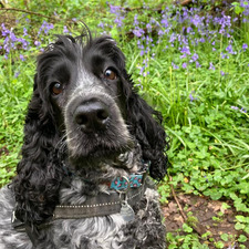 Lily