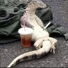 lizzard