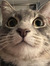 kylocat11