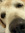Mar T