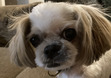 Tabitha