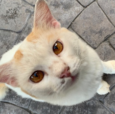 zala