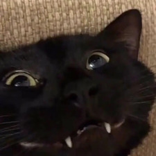 Vix