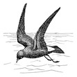 Petrel