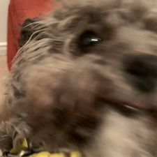 (Michelle’s version)