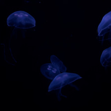 sondos