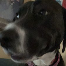 Lilly D
