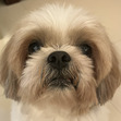 sophie