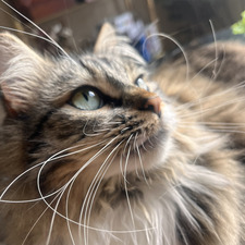 Lily