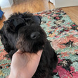 Gwern_dog