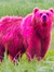 Pinky J...