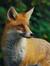 The Red Fox