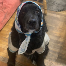 Deirdre Doyle-Waters