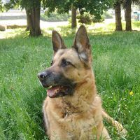 Антония Панова