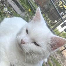 Zillah