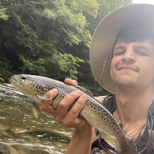 Matt Lucente