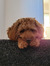 lily :)
