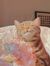 nawal