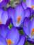 Crocus ...