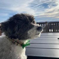 Lori Faust-Eichelberger