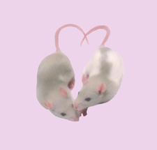 ༶•୨♡ giu ♡୧•༶