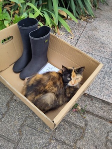 Maxi Müller