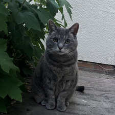Ella