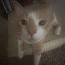 Shreeya Ravindranath