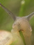 Snail
