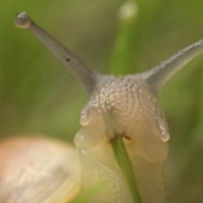 Snail