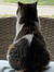 Sircatnip