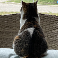 Sircatnip