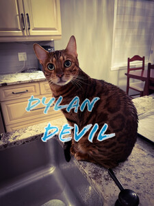 Dylan Devil
