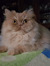 Fefalas