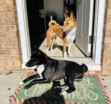 Bored Basenjis