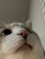 Izzie ʕ...