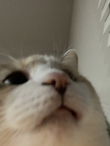 Izzie ʕ•́ᴥ•̀ʔ