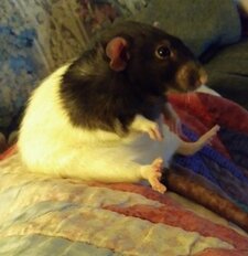 Sven