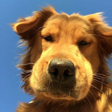 Alejandro Gómez Moreno