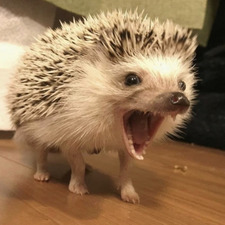 Didu