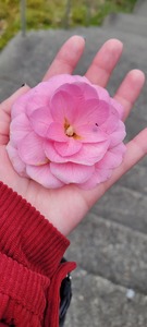 Clarissa