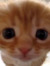 meows