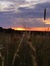 Graybow