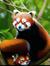 Panda_m...