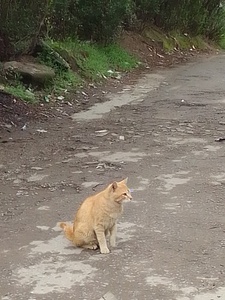 طیبہ شبیرخان