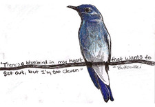 bluebird