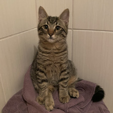 Doğa Last Name (optional)